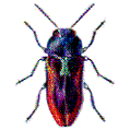 Uživatelský avatar