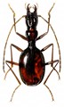 Uživatelský avatar