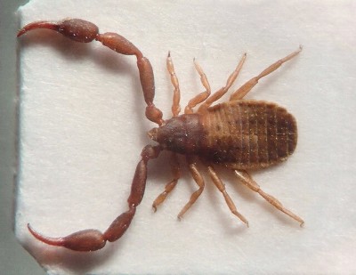 Dactylochelifer latreillei