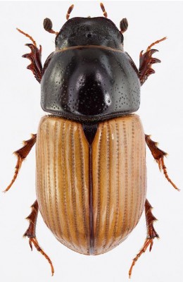 Aphodius foetidus