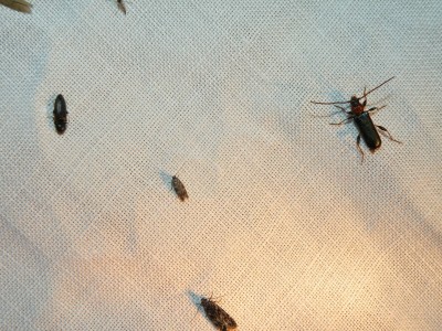 17.6.-3.jpg