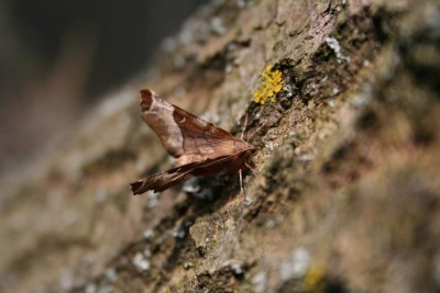 IMG_0041.jpg