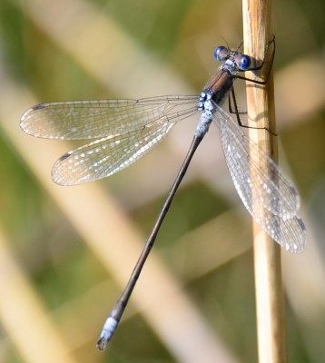 DSC_4275u.JPG