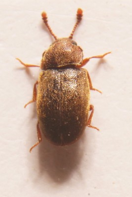 Cryptophagidae, 2,5mm.jpg