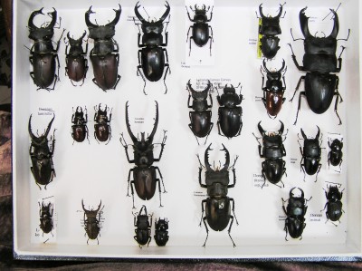 Lucanus,Dorcus.JPG