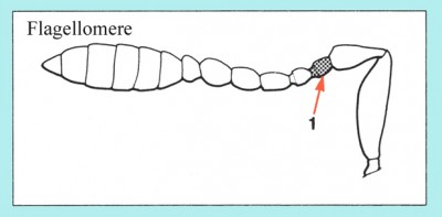 flagellomere.jpg