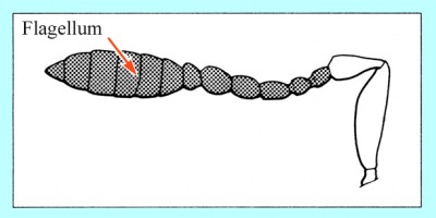 flagellum.jpg