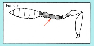 funicle.jpg