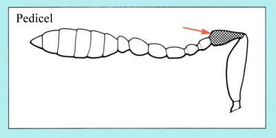 pedicel.jpg