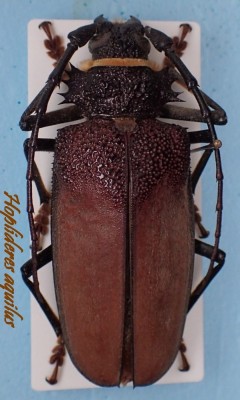 Hoplideres aquilus.jpg