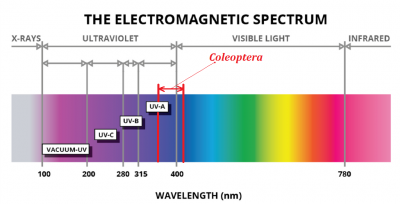 UV light.png