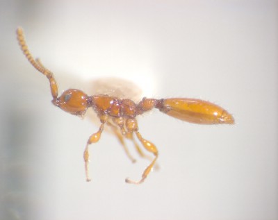 Zealapterachambersi+1305142358.jpg