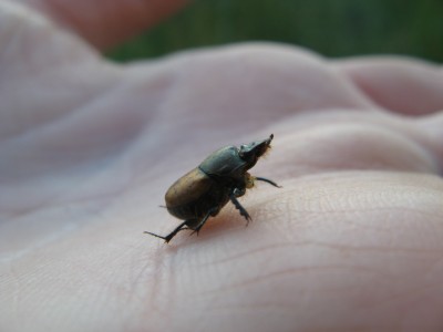hmyz-brouk-lejnožrout-Onthophagus coenobita A 003.JPG