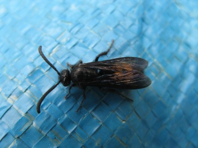 hmyz C 008.jpg