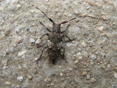 brouk M 001.jpg