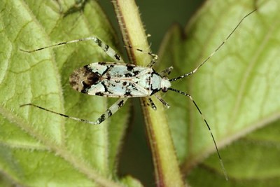 Phytocoris tiliae, foto z netu