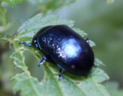 32 (Chrysomelidae).JPG