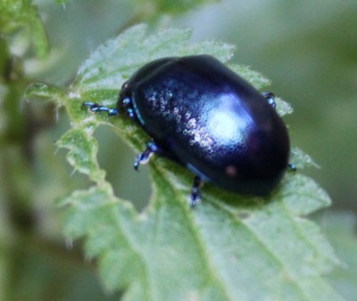 1) Oreina caerulea, O. cacaliae, Chrysolina coerulans, Plagiosterna aenea, Linaeidea aenea?