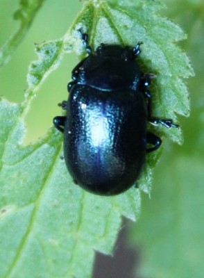 1) Oreina caerulea, O. cacaliae, Chrysolina coerulans, Plagiosterna aenea, Linaeidea aenea?