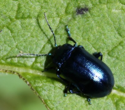 1) Oreina caerulea, O. cacaliae, Chrysolina coerulans, Plagiosterna aenea, Linaeidea aenea?