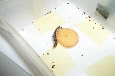 Húsenica1.JPG