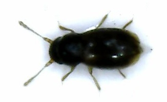 Ptilium cf. myrmecophilum