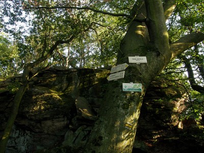 P8014627_z.JPG