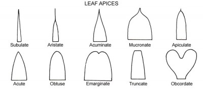 leaf_apices.jpg