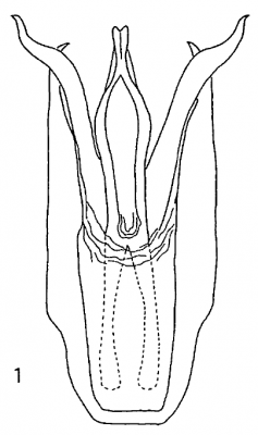 Hydrobiomorpha2.png