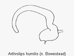 arthrolips_humilis_sperm.gif