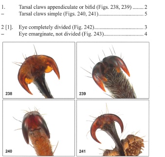 tarsal claws.jpg