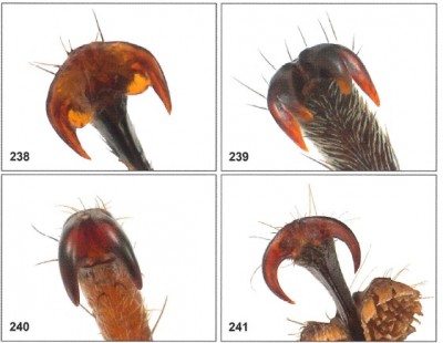 tarsal claws1.jpg