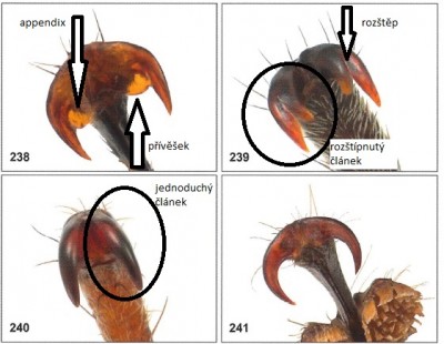 tarsal claws1.jpg