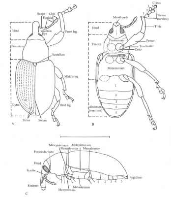 Morphology-of-a-generalized-Curculionidae-A-dorsal-habitus-B-ventral-habitus-C.png