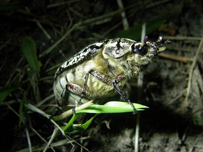 Polyphylla fullo_samice.jpg