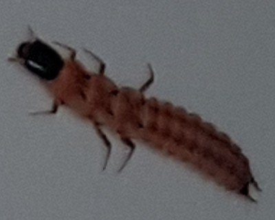 Larva - Tomas_Lhota.jpg