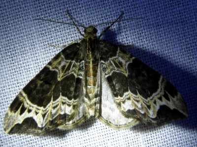 P5113065_cr_z.jpg