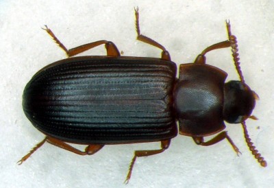 Cynaeus angustus_6.5 mm.jpg