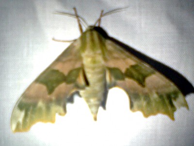 190620221933_cr_v.jpg