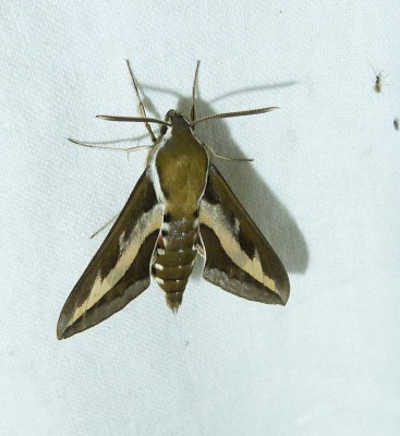 P1380004.jpg