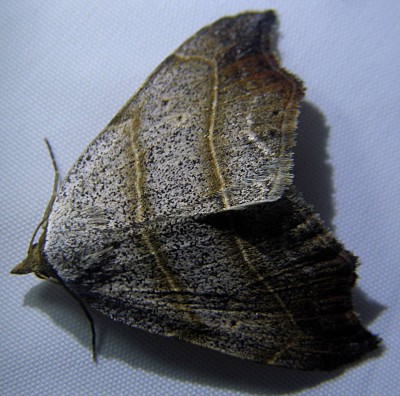 P6221790_cr_vz.jpg