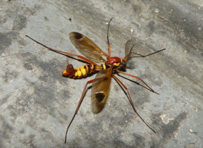 Ctenophora-ornata-Neratovice-UV-29.6.2023.8.JPG