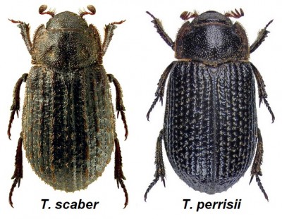 Troxové.jpg