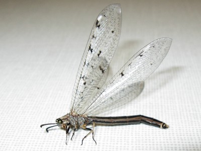 IMG_7399_DxO.jpg