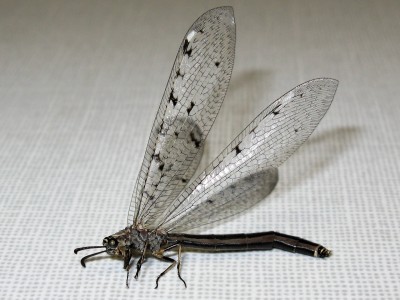 IMG_7401_DxO.jpg