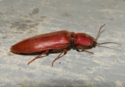 Stenagostus-rufus-Neratovice-UV-30.6.2024.4.JPG