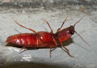 Stenagostus-rufus-Neratovice-UV-30.6.2024.5.JPG
