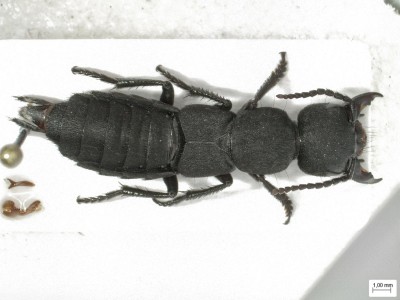 Ocypus_1_z.jpg