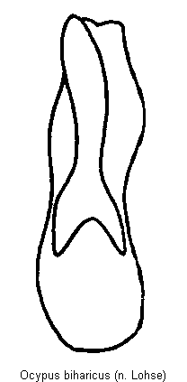 ocypus_biharicus.gif