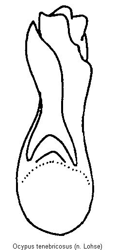 ocypus_tenebricosus.gif